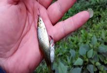 从人见人嫌到身价暴涨：这条小鱼让欧洲头疼，却在中国变美食