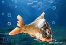 无限回锅鱼的4种条件反射，根本没法钓