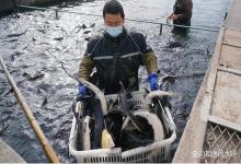 鱼塘秋季如何预防寄生虫？鱼身上有寄生虫用什么药？分享几点经验