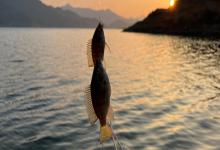 新手必看！陌生水域选钓位秘籍，这样找鱼道，爆护不再难！