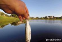 钓大鱼时小鱼闹窝的4个好处