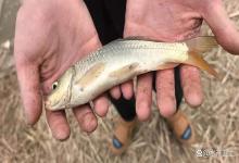 鱼塘养殖如何预防车轮虫？鱼塘车轮虫用什么药最好？必须重视起来