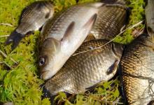 鲫鱼爆护秘诀！公认TOP5饵料清单 蓝鲫5种神级搭配，告别空军！