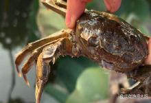 螃蟹出现纤毛虫黑底板锈底板怎么处理好？螃蟹有了纤毛虫如何处理？