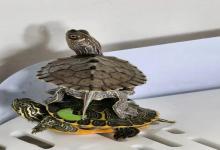 9月养龟人留意！4步科学备眠指南，温差/晒台/清肠全讲透