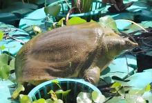 甲鱼外塘多久改一次底？甲鱼改底的三个阶段你做对了吗？弄错亏大！