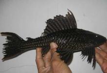 一天吞食5000粒鱼卵！“水下恶魔”清道夫鱼已入侵长江，全民围剿刻不容缓