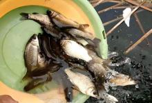 钓鱼人“爽完就放”，是闲得慌还是另有玄机？真相让人竖起大拇指！