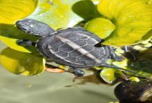 中国龟种世界第三，为何市场上几乎全是“进口货”？