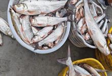 五筐翘嘴鱼，小车差点装不下！江苏女子炫耀渔获，遭网友质疑：买的吧！谁能钓这么多？