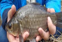 秋钓爆护秘籍：浮漂调灵还是调钝？看懂这几点，鱼获翻倍！