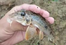 香腥VS腥香，九成钓友都搞错了！这样用饵渔获翻倍！