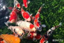 鱼池亚硝酸盐超标对鱼类的危害有哪些？鱼池亚硝酸盐高影响鱼口吗？