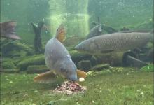 秋凉鱼口就停？记住这4要4不要，别人空军你爆护！