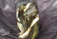 饵料里的“狠货”！鱼饵厂抠抠搜搜少加的4样东西，坑了多少钓鱼人！