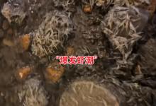 湖南一河道爆发虾潮！老乡一网捞半斤却嫌小，扔了还是喂鸡？网友：我们这儿100一斤！