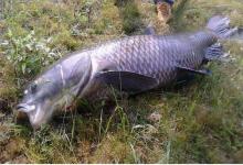 揭秘青鱼七大习性！掌握了它们，你也能钓上“淡水巨无霸”！