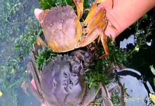 螃蟹塘水浑浊可以用氧化钙（生石灰）吗？螃蟹塘水浑浊怎么解决？