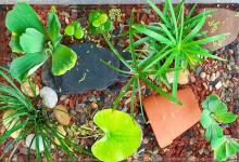 龟缸保洁三剑客！懒人养龟秘籍，告别换水清粪，水质稳如生态缸