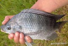 中秋以后钓大罗非鱼的注意事项