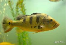 桂鱼指环虫有什么办法防治？如何防治鳜鱼指环虫病？必须重视起来