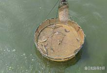 连续阴雨天转晴小棚虾塘怎么处理？小棚虾中后期连续阴雨天怎么办？