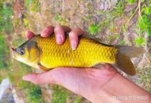 秋季天气变凉以后野钓鲫鱼的5个技巧