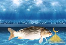 错过优质鱼饵和钓鱼小药的原因