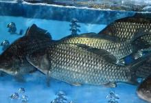 秋风起，鲫鱼肥！四大黄金钓位，狂拉大板鲫到手软！