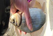 专治“滑口鱼”！被钓烂的窝子照样连竿爆护，这5招你敢试吗？