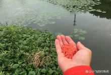 秋天钓鲫鱼，不要随意在草边打窝！已经有大批钓友空军！