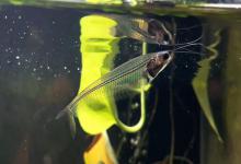 透明鱼？河南老哥炫耀透“水晶鱼”，肉质通透可见后方景物！网友追问：内脏怎么不见了？