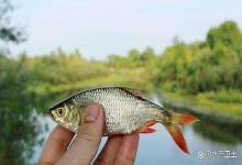 降温了！鱼池怎么防止鱼生病？室外养鱼大降温天气该怎么办？速看