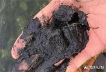 鱼塘底泥为什么变黑变臭？池塘水体发黑发臭是怎么回事？根源是它