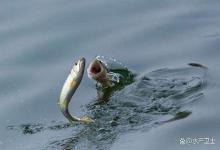 鱼吃料时为什么会跳？鱼吃料时乱跳是怎么回事？又该如何解决？