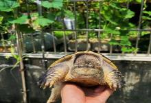 家里放盆水就能养龟？小心害了你的龟！这些隐藏技巧九成人都不知道……