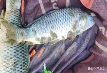 秋冬季节鱼塘如何防治水霉病？秋天鱼塘水霉病怎么治疗？干货满满