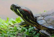 秋季买龟是“捡漏”还是“踩坑”？这一步选错，小心爱龟活不过冬天