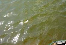 虾塘亚硝酸盐高用什么可以降低？罗氏召虾塘亚硝酸盐用什么降好？