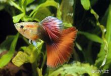 养孔雀鱼水中亚硝酸盐超标怎么办？养孔雀鱼亚硝酸盐多少合适？