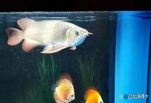 鱼缸里的水浑浊怎么变清澈？分享 2 个隐藏技巧，不换水也能变清澈