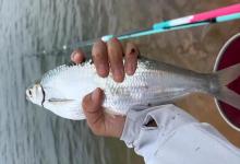 差点就“刑”了？重庆男子钓获“满级餐条鱼”，看着不对劲立马放生