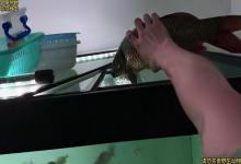 男子将鲤鱼丢进“食人鱼”缸，场面瞬间失控！网友不满：杀生不能虐生啊