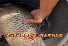 广东一水库大鱼总莫名消失，村民怀疑有“水怪”！男子苦守三天钓上“真凶”！网友急眼：这鱼不能吃！