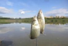 秋凉野钓大鲫鱼，五大秘诀助你狂拉爆护！