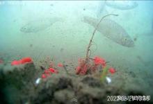 秋季小鱼闹的凶，多打窝等于喂鱼，分享2个简单却好用的办法