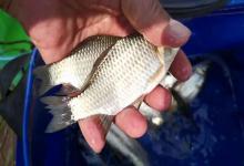 立竿见影！气温骤降鱼停口？老钓手3招破解，别怪我没告诉你！