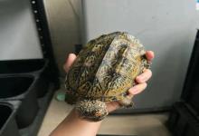 别让爱变成伤害！国庆出游前给龟暴食？天坑陷阱千万要避开