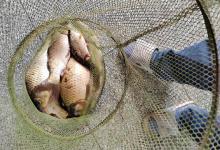 为什么越钓越少？不是技术问题，而是你没看懂水情