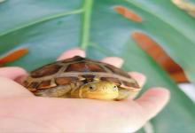 就算煮了你家龟龟也不会坦白的5大秘密，新手老手都逃不过的真相